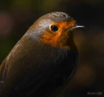 Rougegorge-familier-DSC 4717-GP-2