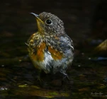 Rougegorge-familier-juvenile-DSC 4795-2