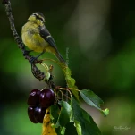 Mesange-bleue-juvenile-cerise-DSC 8305