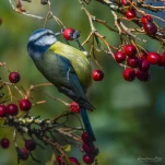 Mesange-bleue-DSC 8500