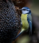 Mesange-bleue-DSC 6323