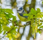 Mesange-bleue-DSC 7440