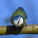 Mesange-bleue-DSC 2414