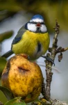 Mesange-bleue-pomme-DSC 5034