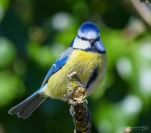 Mesange-bleue-DSC 2310