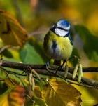 Mesange-bleue-DSC 0752