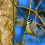 mesange-bleue-DSC 6869