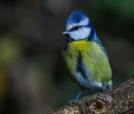 Mesange-bleue-DSC 0163