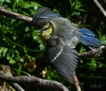 Mesange-bleue-juvenile-DSC 5212