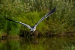 Lac-de-Grand-Lieu-Heron-cendre-en-vol-DSC 0761