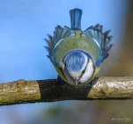 Mesange-bleue-DSC 2196