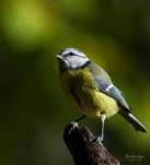 Mesange-bleue-DSC 0398