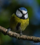 Mesange-bleue-DSC 6539