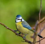 Mesange-bleue-DSC 9106-2