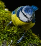 Mesange-bleue-DSC 3665