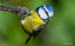 mesange-bleue-DSC 5386-2