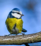 Mesange-bleue-DSC 1159-2