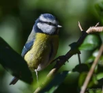 Mesange-bleue-DSC 4680