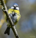 Mesange-bleue-DSC 0161