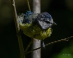 Mesange-bleue-juvenile-DSC 5051