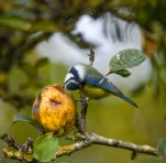 Mesange-bleue-pomme-DSC 4966