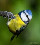 Mesange-bleue