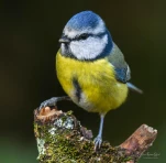 Mesange-bleue-DSC 3814