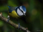 Mesange-bleue-DSC 4773