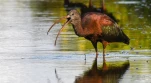 Lac-de-Grand-Lieu-Ibis-falcinelle-DSC 5447-2