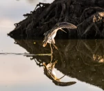 Lac-de-Grand-Lieu-Becassine-des-marais-DSC 8273