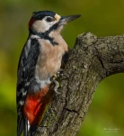 Pic-epeiche-DSC 6971