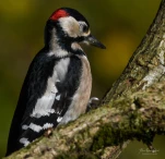 Pic-epeiche-DSC 6995