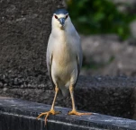 Lac-de-Grand-Lieu-Bihoreau-gris-DSC 5731-2