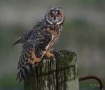 Hibou-moyen-duc-DSC 9663-2