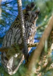 Hibou-moyen-duc-DSC 3995