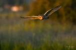 Hibou-moyen-duc-DSC 4740
