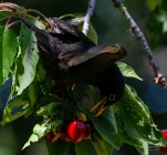 Merle-noir-cerise-DSC 2028-2