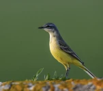 Bergeronnette-printaniere-DSC 2813