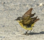 Bergeronnette-printaniere-DSC 9603