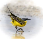 Bergeronnette-printaniere-DSC 8946