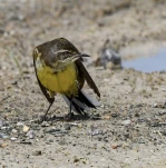 Bergeronnette-printaniere-6069