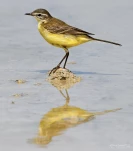 Bergeronnette-printaniere-DSC 6222