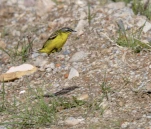 Bergeronnette-printaniere-DSC 8446