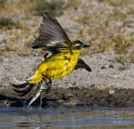 Bergeronnette-printaniere-DSC 5083