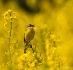 Bergeronnette-printaniere-colza-DSC 2214