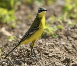 Bergeronnette-printaniere-DSC 9541