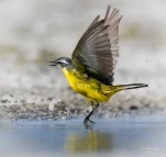 Bergeronnette-printaniere-DSC 1892