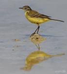 Bergeronnette-printaniere-DSC 6221