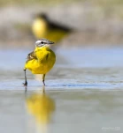 Bergeronnette-printaniere-DSC 9218-2