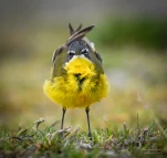 Bergeronette-printaniere-DSC 7737